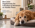 Best Joint Supplements for Labradors & Retrievers on Marble Floors